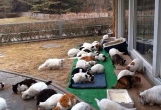 刘亦菲家中后院曝光 三四十只流浪猫在进食