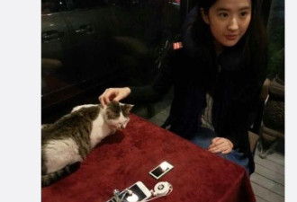 刘亦菲家中后院曝光 三四十只流浪猫在进食