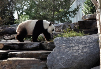 澳国大熊猫5次受孕失败 或被送回中国