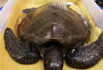 一只巨型海龟死于非命 肚子里塞满塑料垃圾