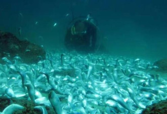 深圳的海底:发现成片被炸死的鱼 数量庞大