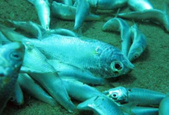深圳的海底:发现成片被炸死的鱼 数量庞大