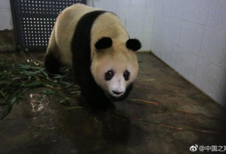 大熊猫苏苏因病抢救无效死亡 相当于百岁老人