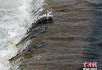 它们逆流而上跃龙门!青海湖湟鱼进入洄游季