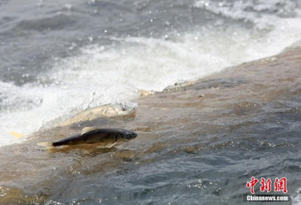 它们逆流而上跃龙门!青海湖湟鱼进入洄游季