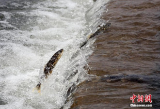 它们逆流而上跃龙门!青海湖湟鱼进入洄游季