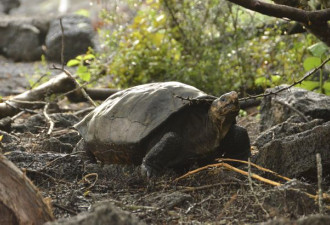 消失110年后重现 偏远海岛发现极度濒危巨龟