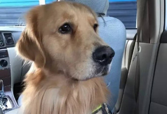 金毛犬托运死亡 东航提按每公斤100元赔偿