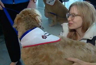 15条安抚犬入驻多伦多皮尔逊机场 缓解乘客压力