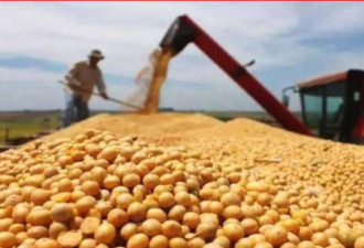 中国1月进口美国大豆同比骤降99.7%