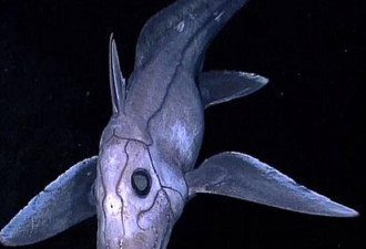 鬼鲨堪称深海奇葩：雌性身体能保存精子数年