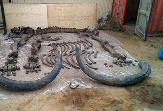 俄国农民自家菜地挖出40万年前猛犸象化石