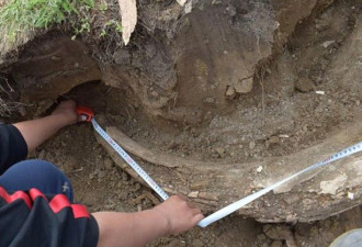 俄国农民自家菜地挖出40万年前猛犸象化石
