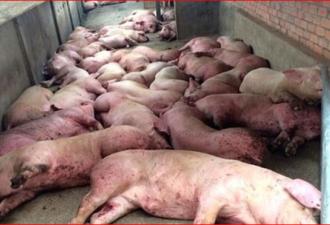 中国猪瘟疫情现已出国 越南、蒙古两国纷纷中招