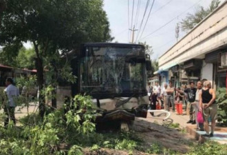 老妇乱过马路致巴士失控撞大树 反要索赔