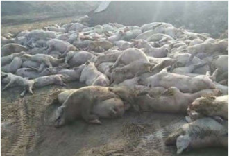 据传保定猪场有近1.5万头猪暴毙，遭封锁消息