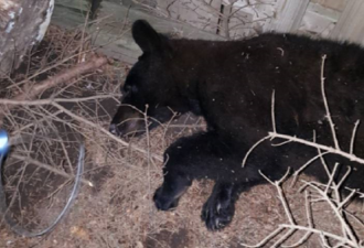 Whitby居民区黑熊被活捉，这次没打死
