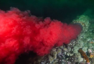 BC省摄影师拍到海底骇人场景：三文鱼能吃吗