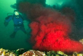 BC省摄影师拍到海底骇人场景：三文鱼能吃吗