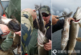 加拿大渔民钓到“鱼中鱼”:大鱼嘴里还有小鱼