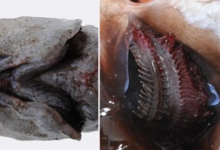 神秘深海鱼:消失百年的无脸鱼 重现4千米海底
