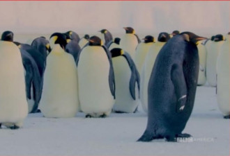 太罕见了！南极竟首见&quot;全黑&quot;皇帝企鹅