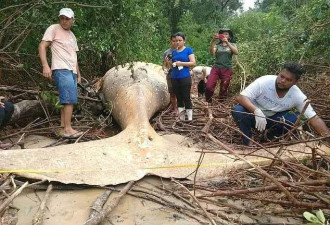 难以置信！亚马逊丛林惊现重10吨长10米座头鲸