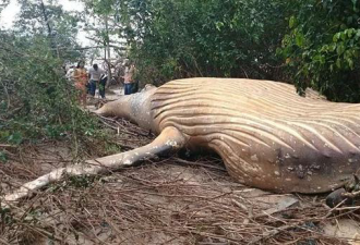 巴西热带雨林惊现巨大死亡座头鲸 搁浅原因成谜