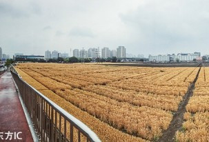 全世界最贵麦子！北京三环内最贵麦田开始收割