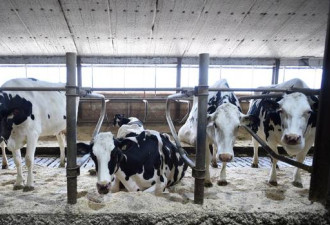 北美自贸谈判在即，加政府强硬支持奶农