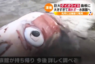 这是地震前兆？ 日本近海惊现3.4米长巨大乌贼