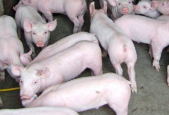1000多头猪被饿死 安省农场主被控罪