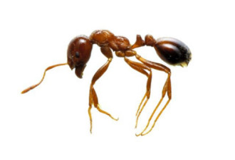 日本国内首次发现剧毒外来红火蚁 叮咬可致人死