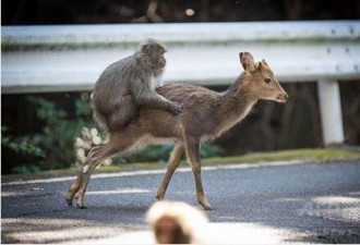 辣眼睛！日本公猴与母鹿&quot;交配&quot; 被科学家拍到