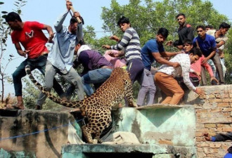 可怜的印度豹进入村庄，被1500名印度村民围殴