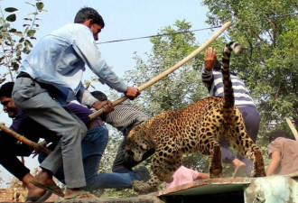 可怜的印度豹进入村庄，被1500名印度村民围殴