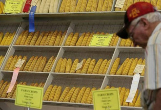 兑现承诺 中国批准进口美国两种转基因作物