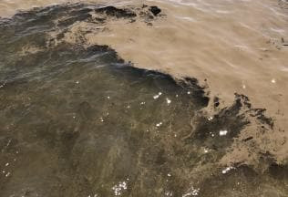 澳海滩惊漂“动物死尸” 或与海水神秘物质有关