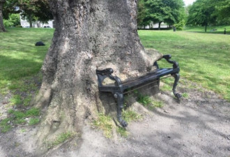 震惊网友！这棵80岁老树竟把长椅“吞下去”！