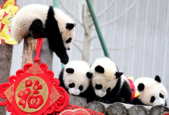大熊猫送高雄 台湾民进党又陷入进退两难的境地