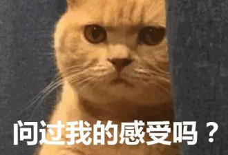 花1万给猫拉双眼皮？！网友炸锅：考虑过猫吗