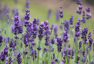 养花种草系列112：薰衣草 Lavender