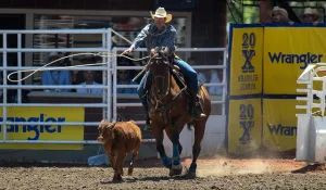 套小牛 Photo Credit: Mike Ridewood / Calgary Stampede