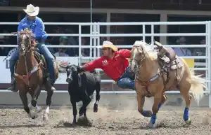 博牛 Photo Credit: Mike Ridewood / Calgary Stampede