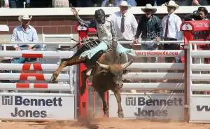 骑牛 Photo Credit: Mike Ridewood / Calgary Stampede