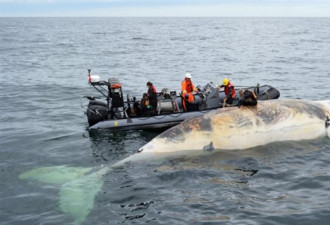 圣劳伦斯湾 6 条露脊鲸连续死亡，专家们震惊