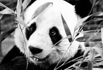 习近平访德前奏 中国又施展“熊猫外交”