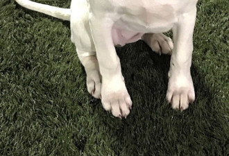 搜救犬左耳“胎记”似自己 天生带“自拍”功能