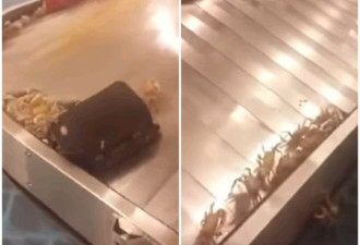 纽约机场行李传送带上螃蟹横行 如流水寿司宴