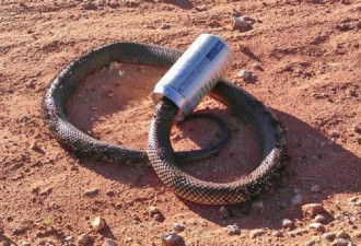 怕蛇的人请远离澳洲，这里的蛇类无所不在！